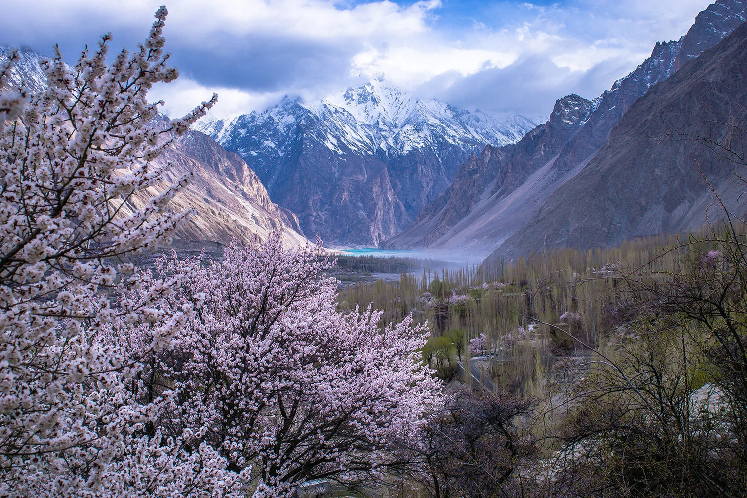 Blossoming trees with snow-capped mountains in the background